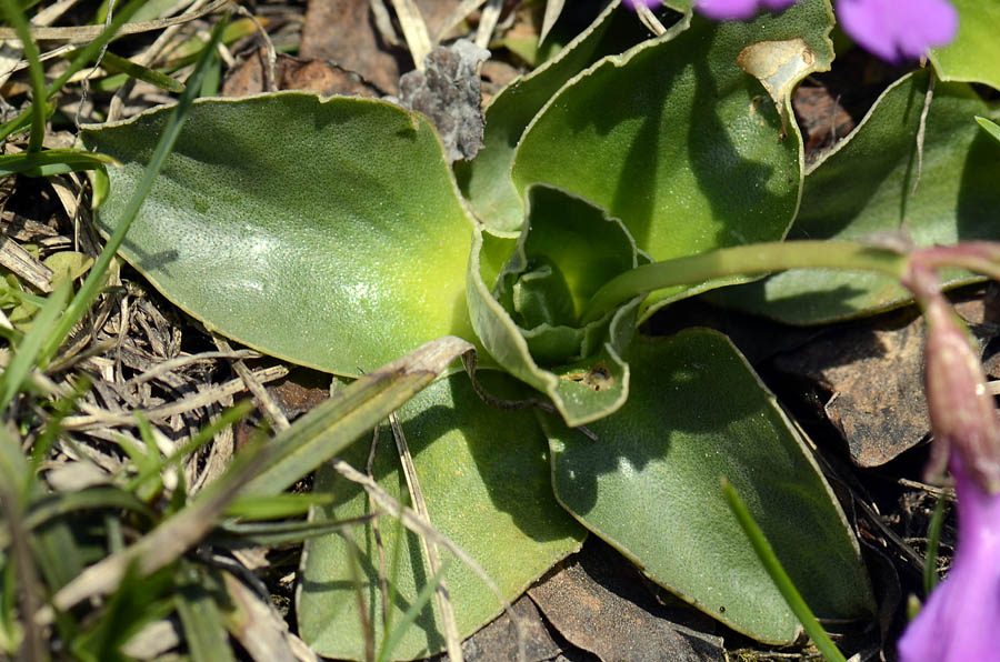 Primula polliniana (=Primula spectabilis) / Primula meravigliosa- fioritura ottobre